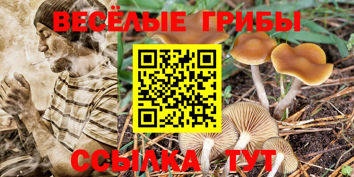 Галлюциногенные грибы Psilocybe Муром
